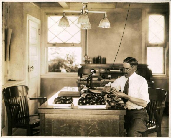 Old black and white photo of man sitting at table examining ripe tomatoes