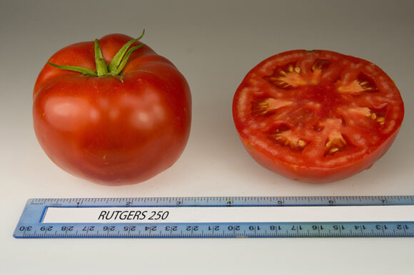 A whole Rutgers 250 tomato, and sliced open one.