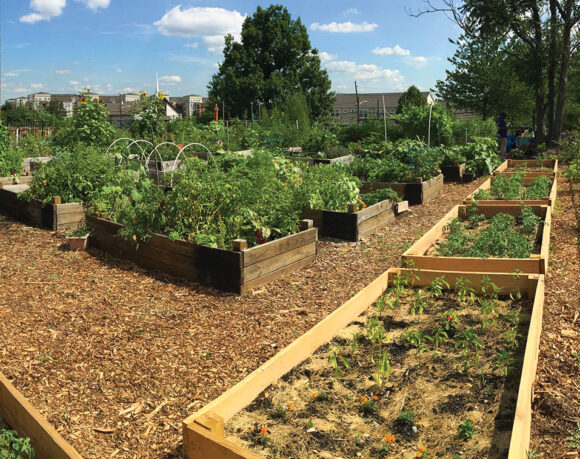 Considerations for Soil in Raised Beds : Newsroom