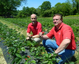 Agricultural agents in srawberry field