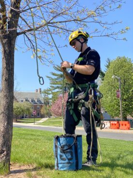 Arborist readying gear to climb tree