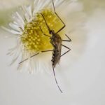 Photo of mosquito on flower Aedes Japonicus Japonicus