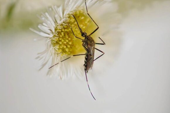 Photo of mosquito on flower Aedes Japonicus Japonicus
