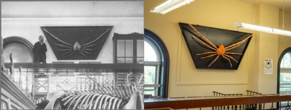 Old and new photos of a giant sprider crab mounted on wall in museum.