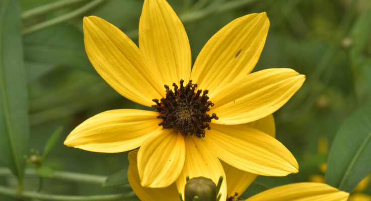 Plant of the Month: Coreopsis — The Preferred Name for a Preferred Plant