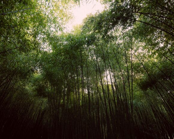 Bamboo forrest