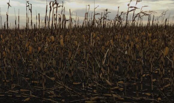 Withered crops