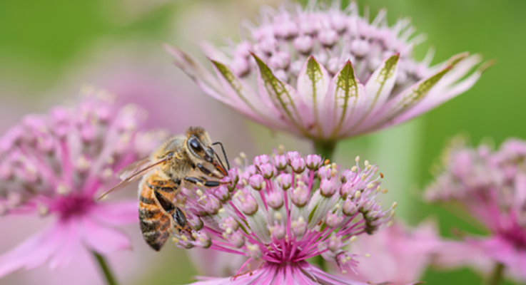 Rutgers-led Study on Bees Shows How Different Species Pollinate the Same Plants Over Time