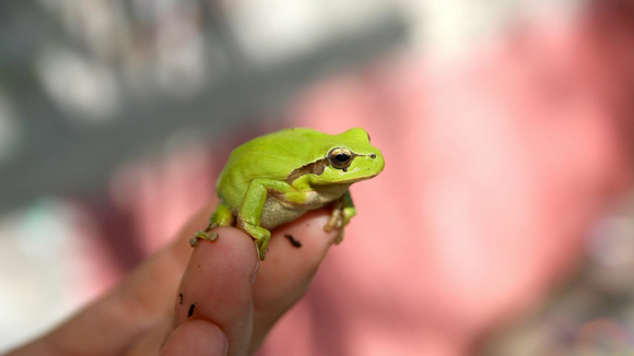 Frog on a person's finger