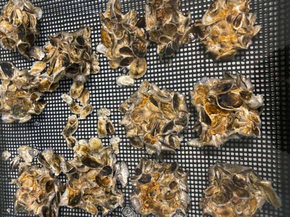 Oysters in a research lab