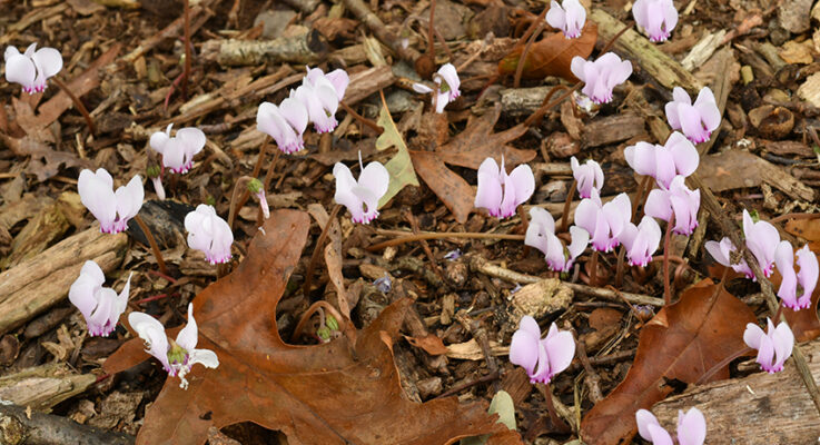 Plant of the Month: Cyclamens – Dancing in the Woodland Garden