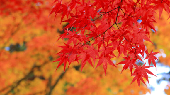 Urban Forestry Professor Jason Grabosky on Why Leaves Change Color ...