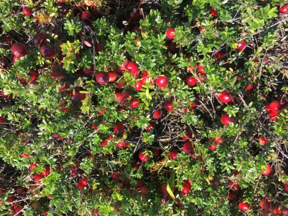 Cranberry plants