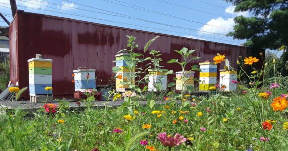 Beehives in Trenton
