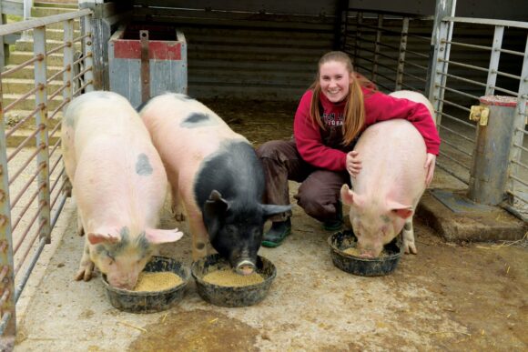 Person feeding pigs