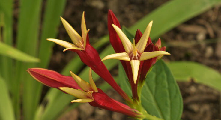 Plant of the Month: Spigelia marilandica—a Plant with Tropical Flair