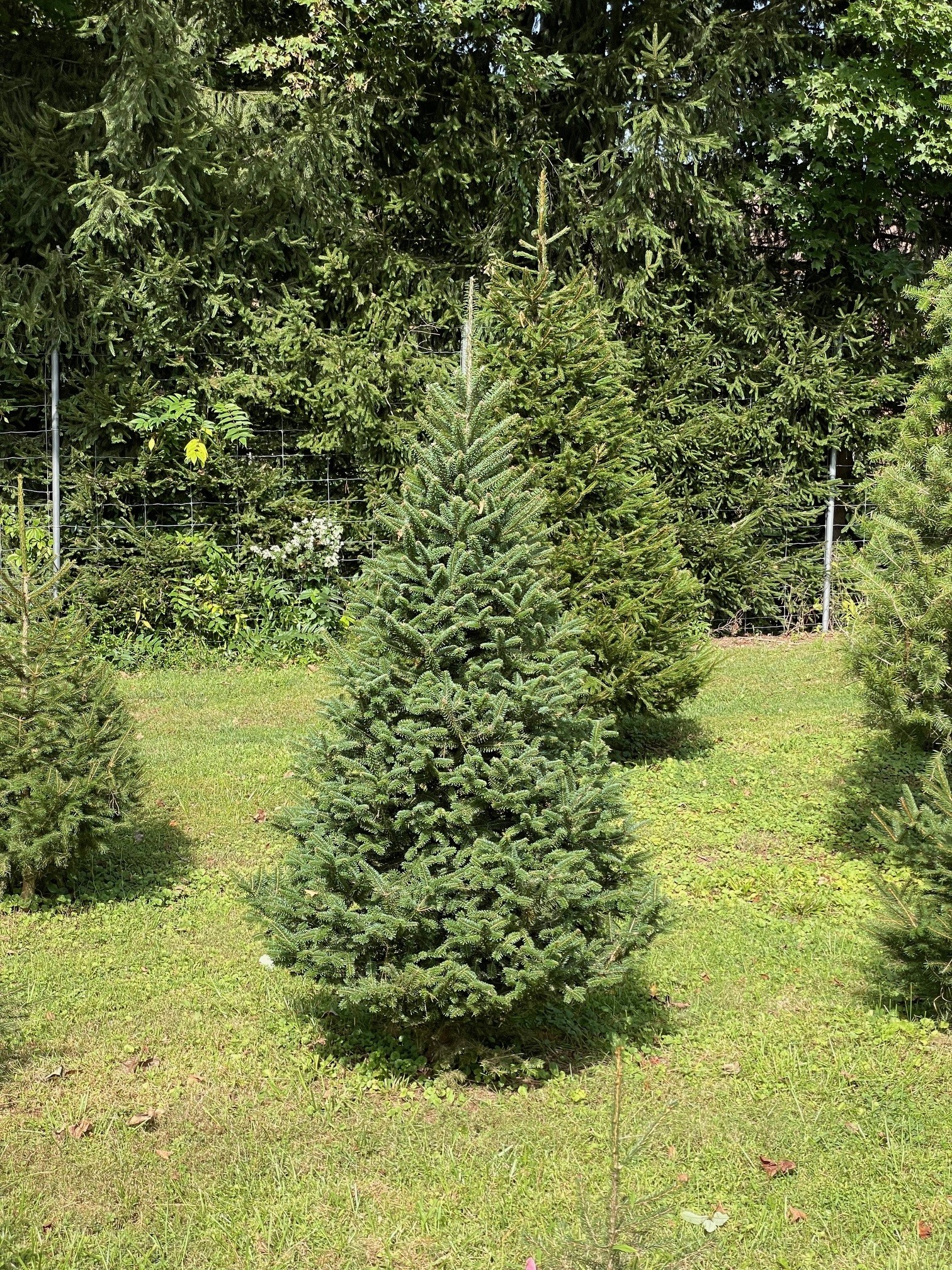 Christmas Tree Do’s and Don’ts How to Choose the Best Tree this Season