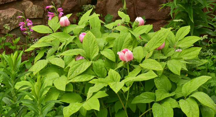 Plant of the Month: Woodland Peonies for Great Seasonal Drama   