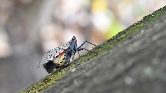 Rutgers Entomologist Seeks Environmentally Friendly Ways to Thwart Crop Damage
