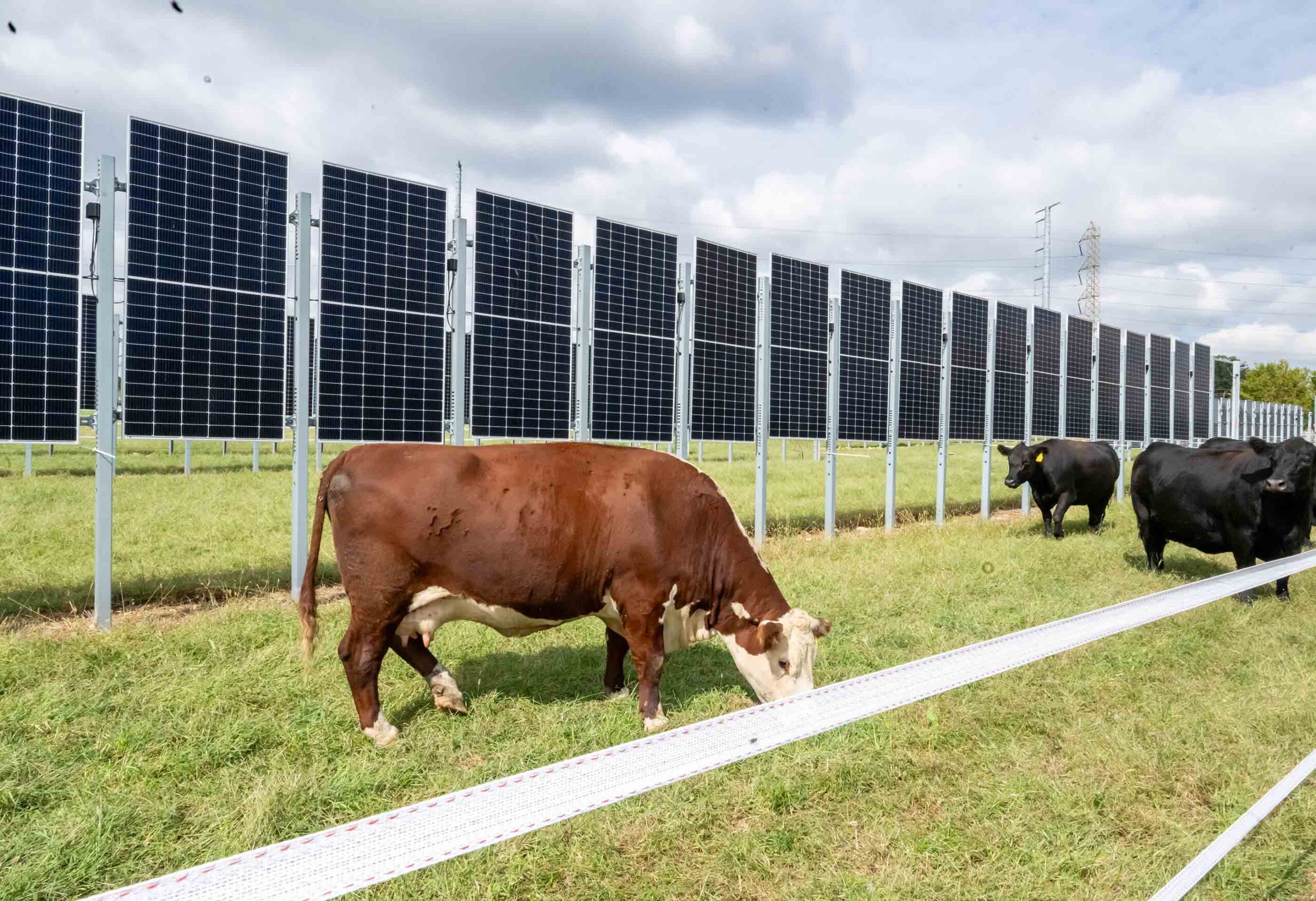 Cows and Solar Panels? In a New Jersey First, Project Melds Farming with Electricity Generation