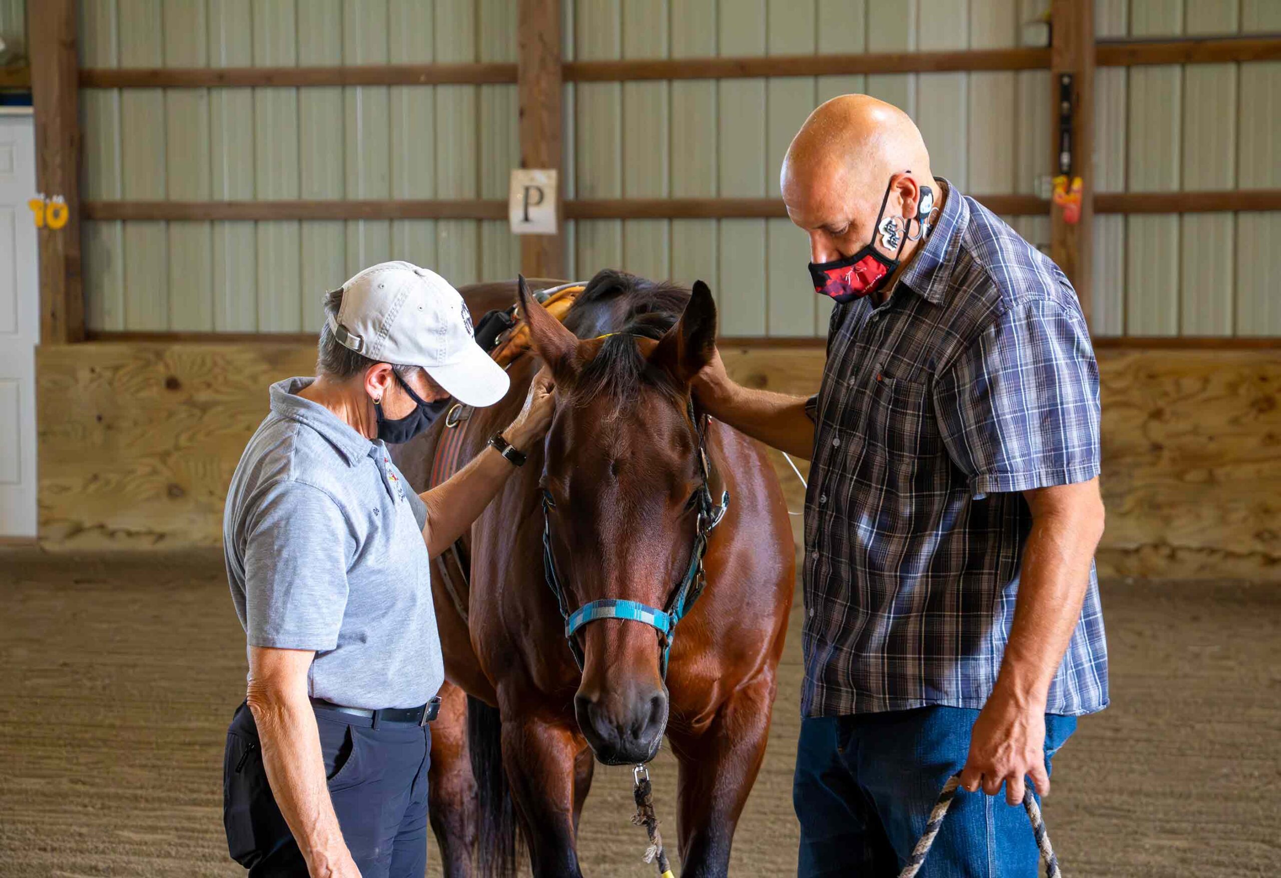 Horse-Caring Helps Veterans With PTSD