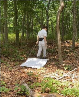 An undergraduate entomology researcher collects ticks through the "flagging" method. 