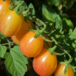 Orangey-red grape tomatoes