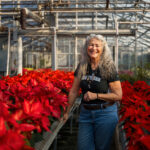 A person standing in a greenhouse with poinsettias on display