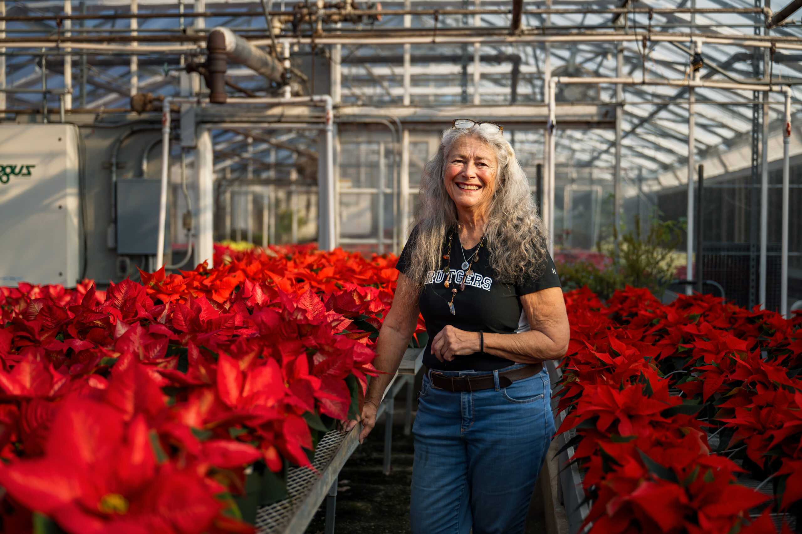 A person standing in a greenhouse with poinsettias on display