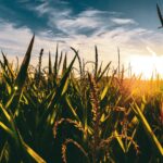Corn field scorched by the sun