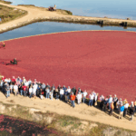 People touring a cranberry bog.