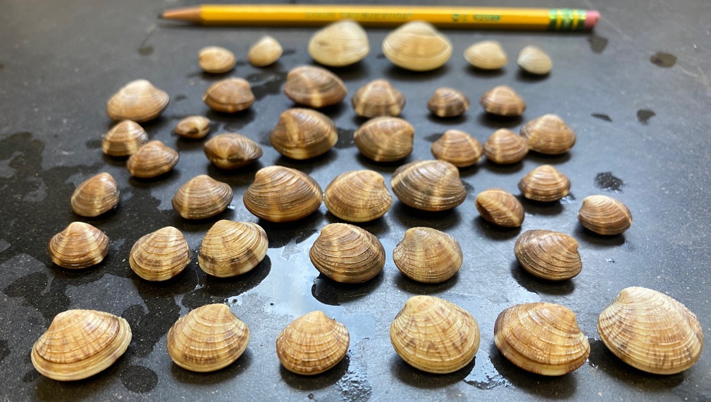 Clam ‘seed’ of various sizes.