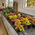 Student plants a seedling as part of a class