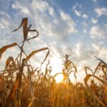 Corn plants scorched by the sun