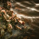 Open oyster shells on a reef