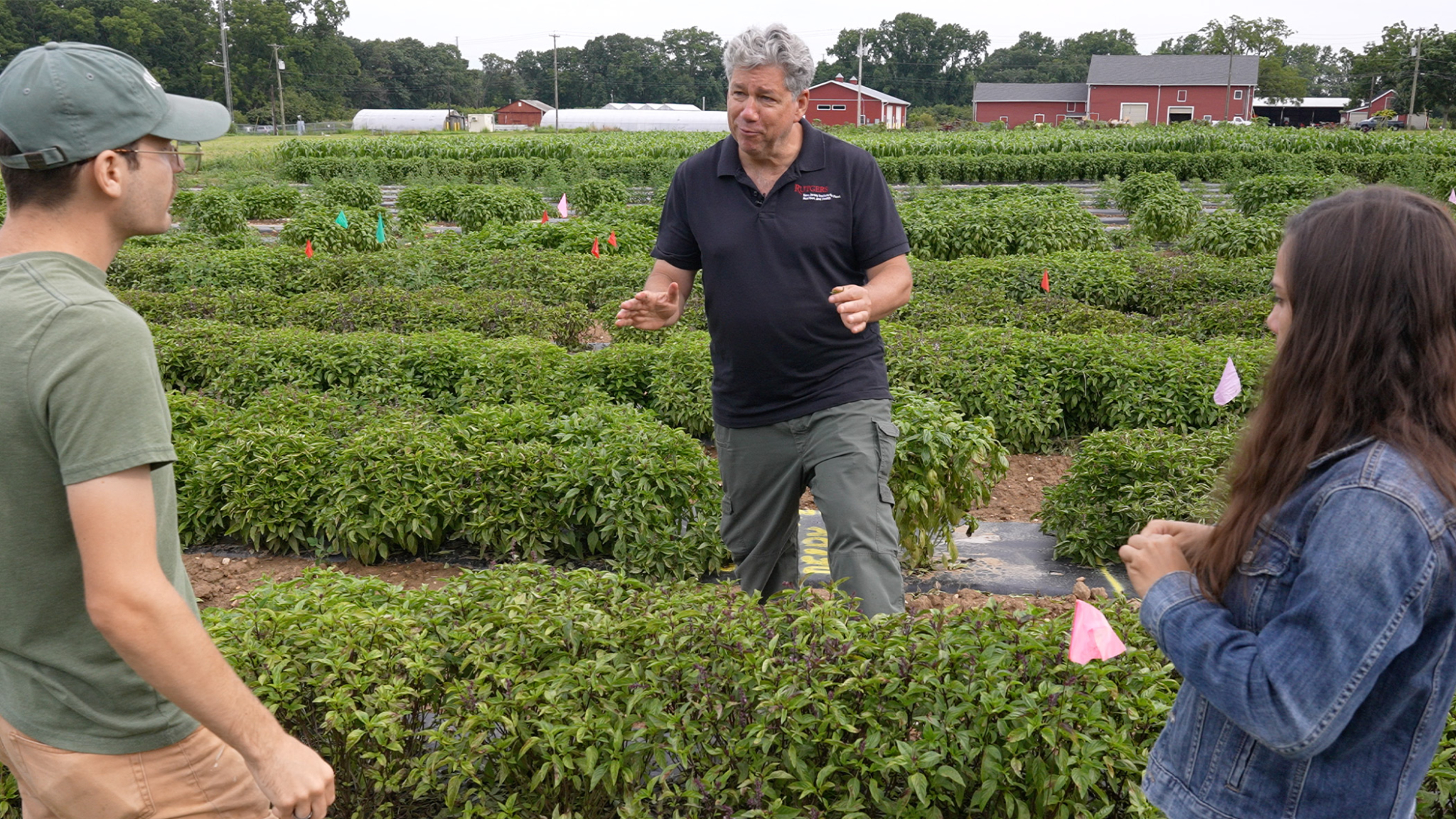 An individual standing in a field of basil crops and speaking to students.