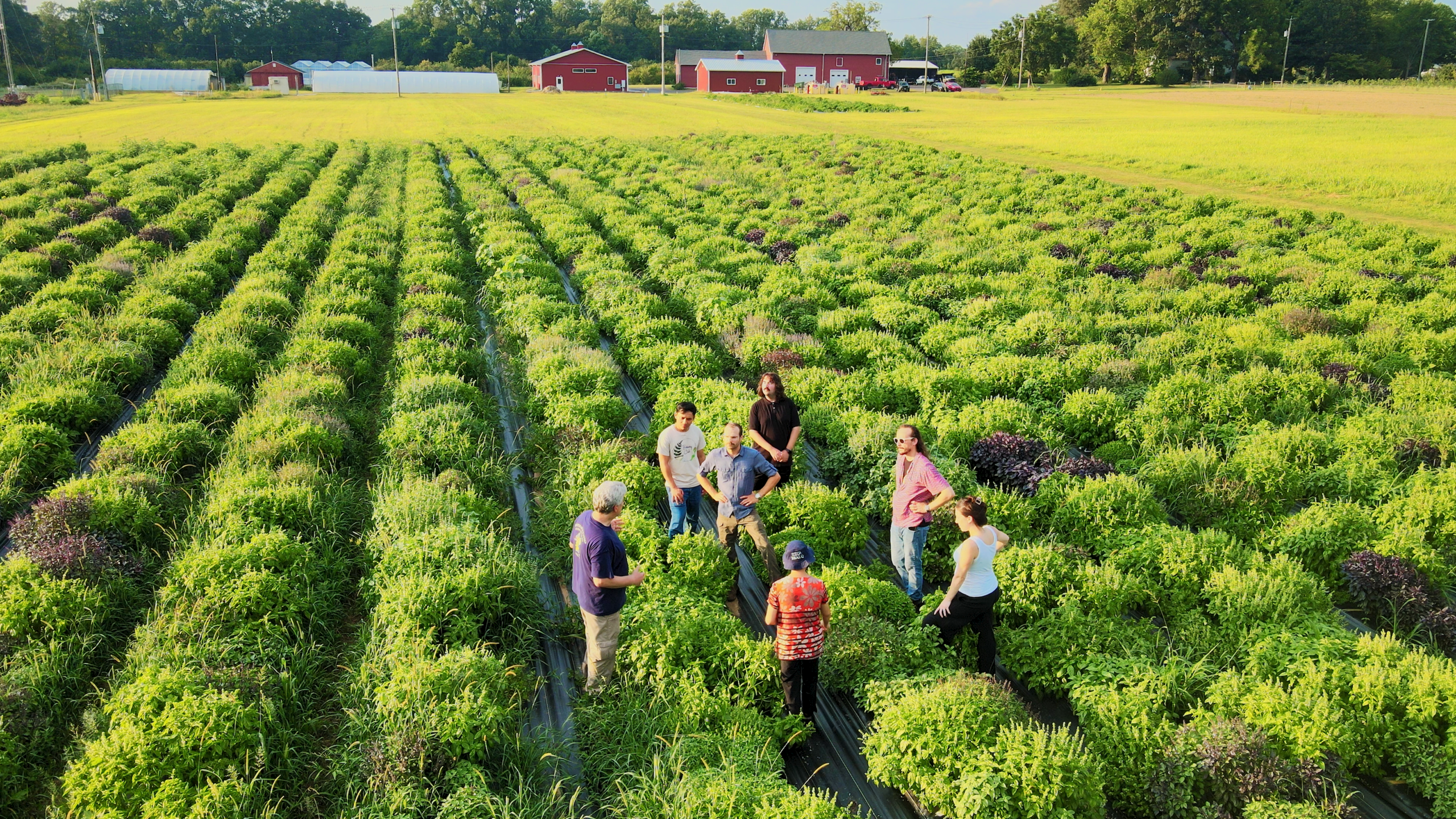 Several individuals conducting research in a basil field