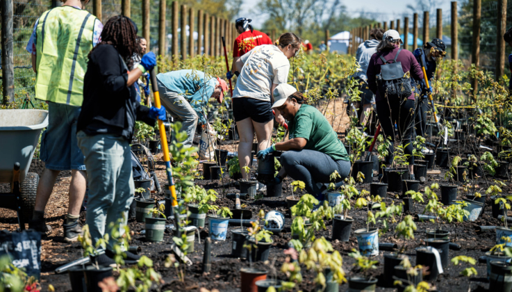 At Rutgers, a Forest Takes Root Where a Road Once Ran