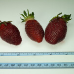 Three Rutgers D'Light strawberries and a ruler