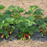 Strawberry plants with straw mulch