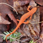 Eastern Newt, Notophthalmus viridescens, reported by Steven Lamonde @slamonde.