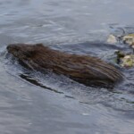 Swimming muskrat. Ondatra zibethicus, CC-BY-NC-SA Sarah Kelsey @botanylicous.