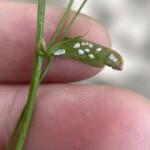This is cool too – White rust on Arabidopsis thaliana, seen on campus CC-BY SEBS student Bonnie Semmling @mertensia.