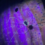 Cynorta marginalis observed by undergraduate Madelyn Bigelow-Bailey.