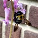 Eastern Carpenter Bee (Xylocopa virginica) observed by Natalie Lemanski.