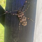 Harlequin Beetle (Acrocinus longimanus) observed by undergraduate Madelyn Bigelow-Bailey.
