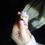 Honduran White Bat (Ectophylla alba) observed by Lena Struwe.