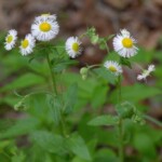 Philadelphia Fleabane Erigeron philadelphicus) observed by Bonnie Semmling
