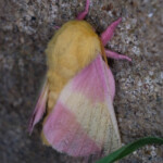 Rosy Maple Moth Dryocampa rubicunda - Observed by Mirko Schoenitz.