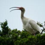 White Ibis (Eudocimus albus) observed by Mirko Schoenitz.